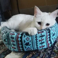 گربه پرشین اسکاتیش