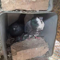 کبوتر|پرنده|سیرجان, |دیوار