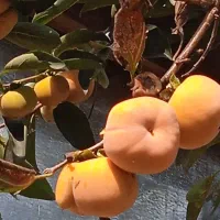 خرمالو تازه|خوردنی و آشامیدنی|رشت, آب و برق|دیوار