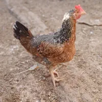 یه مرغ و دو نوچه را میفروشم|حیوانات مزرعه|کرباسک, |دیوار