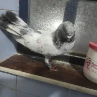 نر شیخ بلند و کشیده|پرنده|بندر امام خمینی, |دیوار