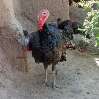 گمشده آگاهی بخونید