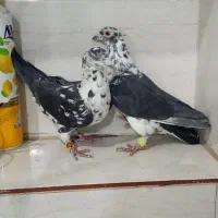 جفت گلی سینه سفید