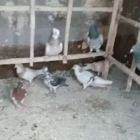 ۱۰ عدد کفتر صید پرشی