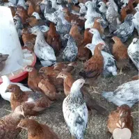 جوجه محلی وار مرغ خروس