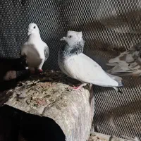 کفتر 6تمن|پرنده|داراب, |دیوار