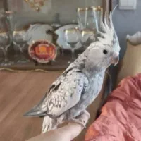 جفت عروس هلندی مولد کلکسیونی با 8تا تخم ‌و لوازم