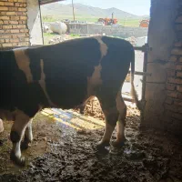 گاو گوساله نر سیمینتال