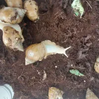 فروش حلزون جهت ..