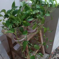 گلهای آپارتمانی