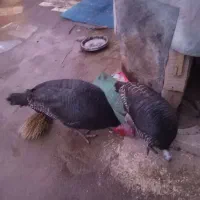 بوقلمون|حیوانات مزرعه|صالح آباد, |دیوار