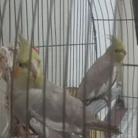 عروس هلندی