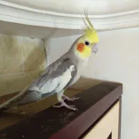 عروس هلندی بالغ و سخنگو