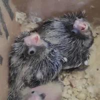 عروس هلندی پاریس