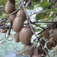 کیوی درجه یک سر درختی