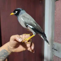 این جوجه شاه میناست