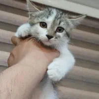گربه