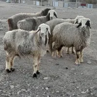 ۲۵راس شیشک میش ترکی داشتی صحرایی