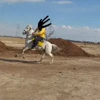 اسب ترکی درجه ۱ سر و دمگیر زیر قیمت|اسب و تجهیزات اسب‌سواری|چهاردانگه (تهران), |دیوار