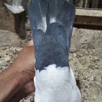 جفت دم سیاه گوگ|پرنده|بم, |دیوار