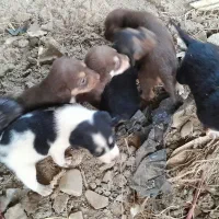 سگ پاه کوتاه