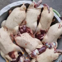 اردک اسرایبلی غاز مرغ اردک پرکنده و زنده