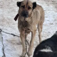 سگ لاس سرابی