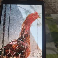 خروس لاری تورک|حیوانات مزرعه|شوط, |دیوار
