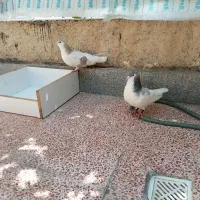 کبوتر شهری|پرنده|شیراز, نصر|دیوار