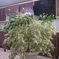 بنجامین ابلق بزرگ * کلکسیونی خاص پسند*