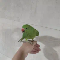 طوطی ملنگو پنج ماهه|پرنده|شیراز, فاضل|دیوار