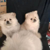 توله پامر|سگ|حاجی آباد, |دیوار