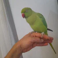 طوطی ملنگو فوق رام