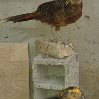 انواع محلی و زینتی|حیوانات مزرعه|مینودشت, |دیوار