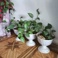 گل پتوس سه تاش با هم یک ملیون