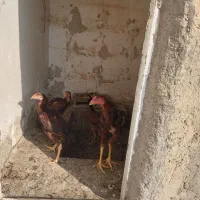 خروس و مرغ لاری|حیوانات مزرعه|خسروشاه, |دیوار