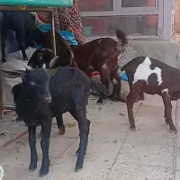 فروش هشت راس کهره دو رگ سانن با کیفیت