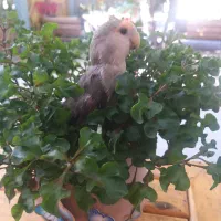 قبول سفارشات سری دوزی با کادر مجرب