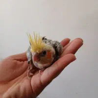 دوتا جوجه عروس سرلاکی نر سوپر تاج|پرنده|کوهدشت, |دیوار