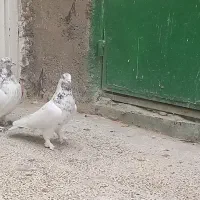 کفتر خوب بدرد بخور|پرنده|قلعه نو, |دیوار