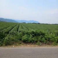 سیم کارت رند 0919 90 10 740