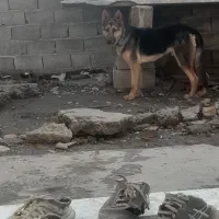 سگ ژرمن باهوش اصیل برای نگهبانی عالی