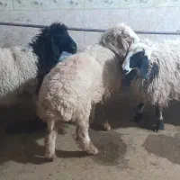 بره ماده نژاد دارگله گرد۳راس معاوضه باموتورهندا|حیوانات مزرعه|مشهد, پنجتن|دیوار