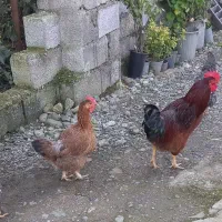 فروش مرغ وخروس