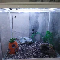 یک عدد اکواریوم با تمام وسیله ها|لوازم جانبی حیوانات|اهواز, کیانشهر|دیوار