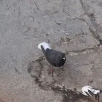 کبوتر دم سفید|پرنده|گرمدره, |دیوار