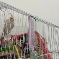 یک عدد عروس هلندی بفروش می رسد. اسم پیکو