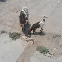 بز پاکستانی با سه تا کره اسماعیل اباد نوق