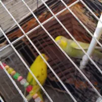 مرغ عشق|پرنده|تایباد, |دیوار