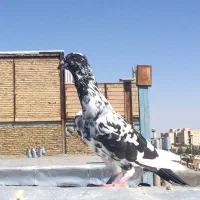 سینه سیاه نر، دم زرد ماده، بزک یا سینه مشهدی